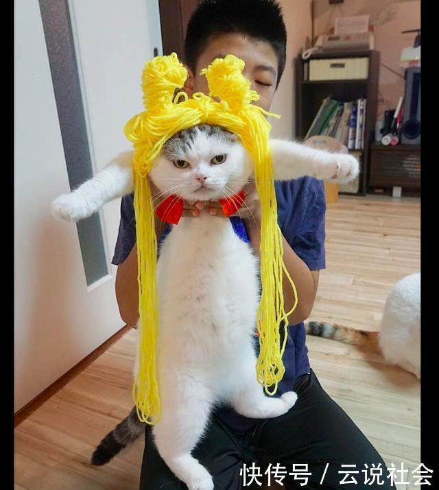 壮士|主人给猫咪戴上了黄色的毛线，来角色扮演动漫人物，美少女壮士？