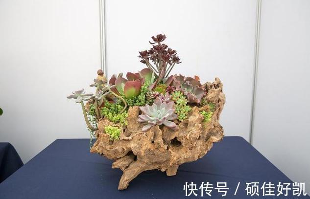 养花|养花要用“杀菌剂”,这3种就很好用,家家都有,效果比多菌灵强