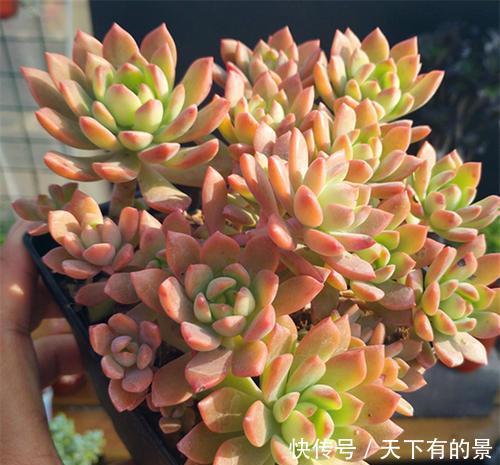 20款高贵梦幻紫色多肉,养一盆“紫气东来”,总有一款是你喜欢的