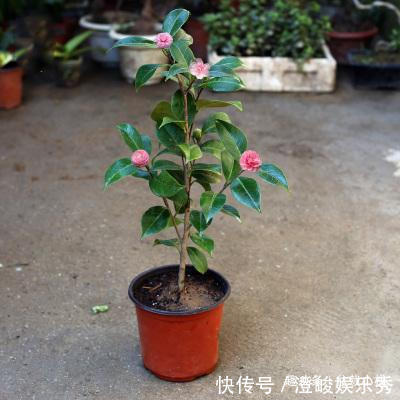 1种花，比玫瑰漂亮，比君子兰秀气，春天正适合养