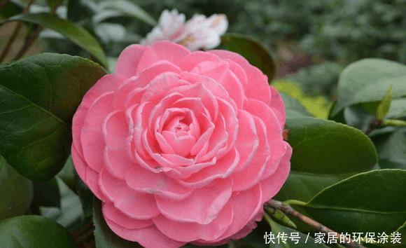 茶花安全过冬秘诀,今年明年都能呼呼开花