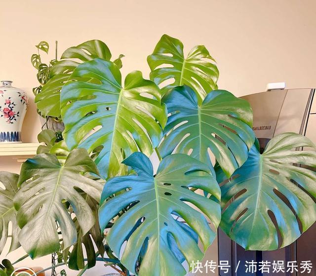 富贵竹|旺财旺运的5种盆栽,好看好养,放家里一盆不吃亏