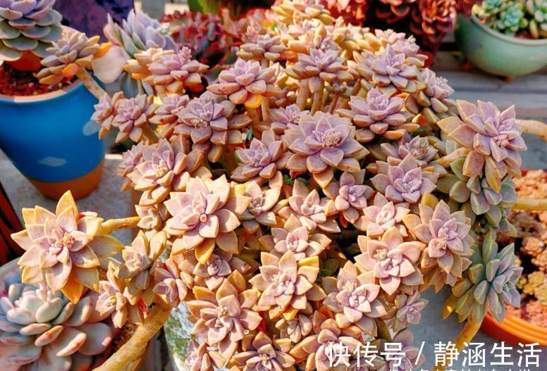 寻找夏天能纯露养的多肉?那你怎么能错过粉嫩甜美的阿伦培呢?