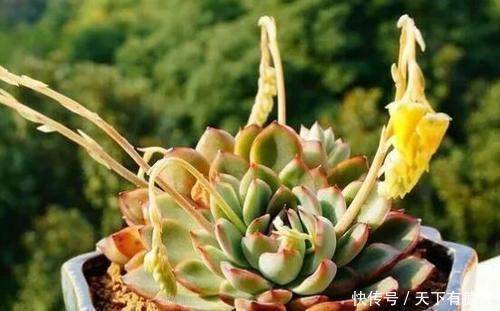 多肉长出“这东西”,及时剪掉,可别舍不得,不然徒长长得丑