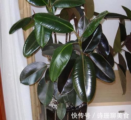 冬天，想要保花草“0伤亡”，不能光凭搬入室内，还得做到这些