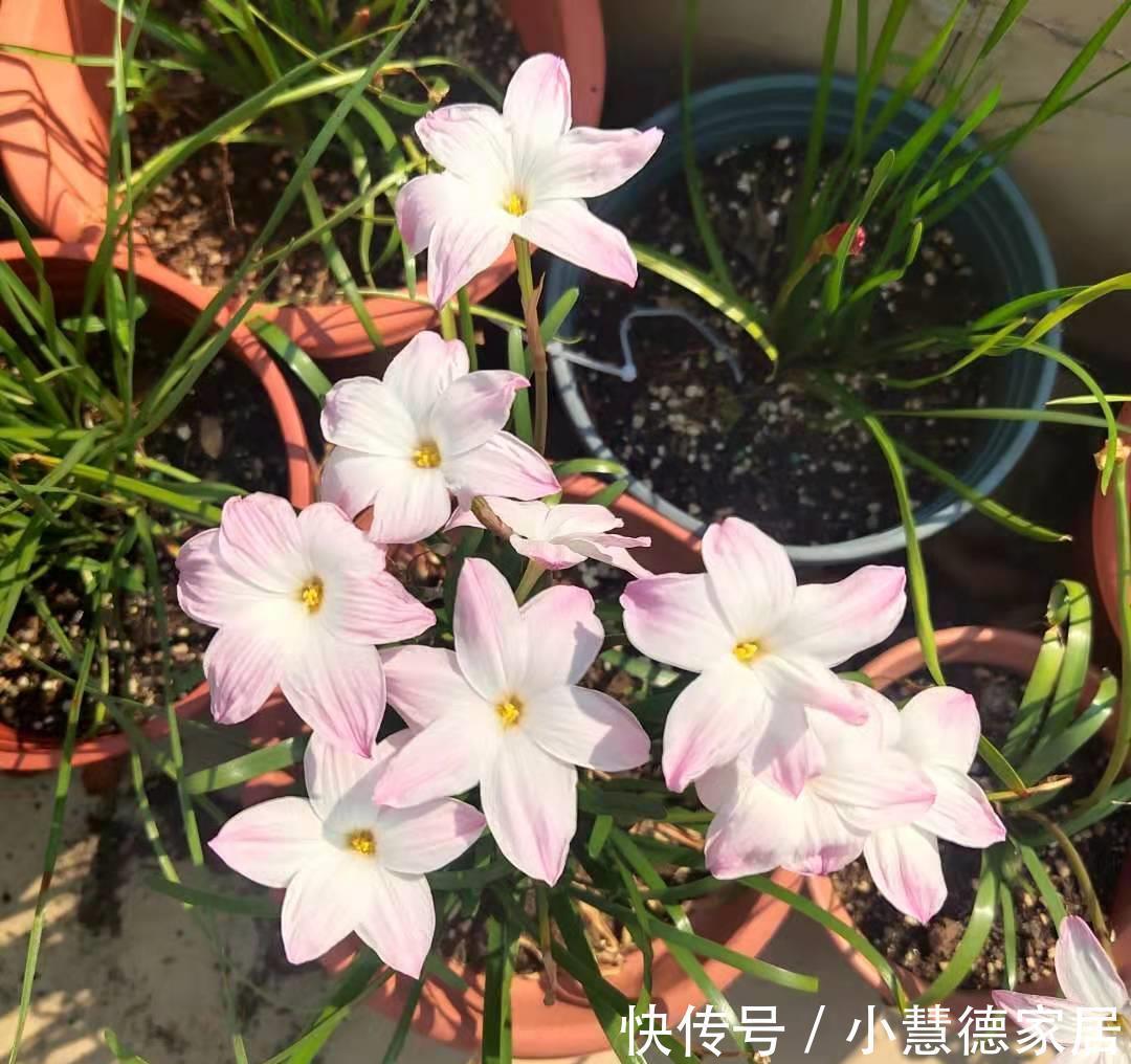 阳台上|适合夏天秋天养的4种花，花色很美，只要温度高，就会一直开花