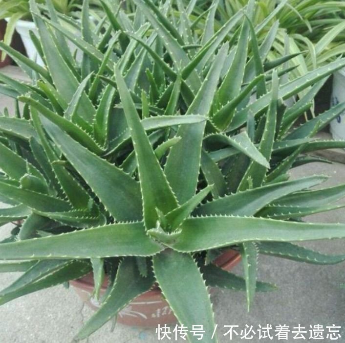 3种花专吸“甲醛、二手烟”,1个月不浇水都能长得旺,你养了吗