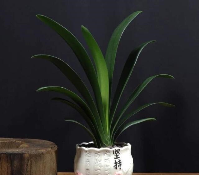 3个给“君子兰”换盆的小技巧,不伤根、服盆快,叶子厚又亮!