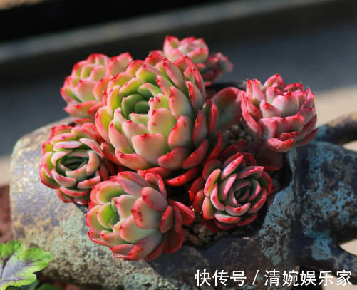 多肉玉杯东云怎么养告诉你3个小妙招，养出最美的玉杯东云