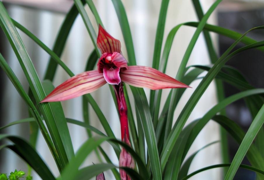 古代人|现在兰花几十块一株,为啥之前兰花四五十万一株,甚至有的上千万