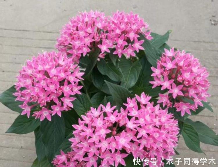 养花就养这几款,全年开花不停,花色鲜艳夺目,花朵美艳迷人