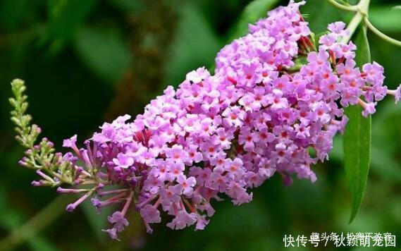 养花|喜欢养花,就养这几款,比吊兰还好养,烂漫迷人又可爱