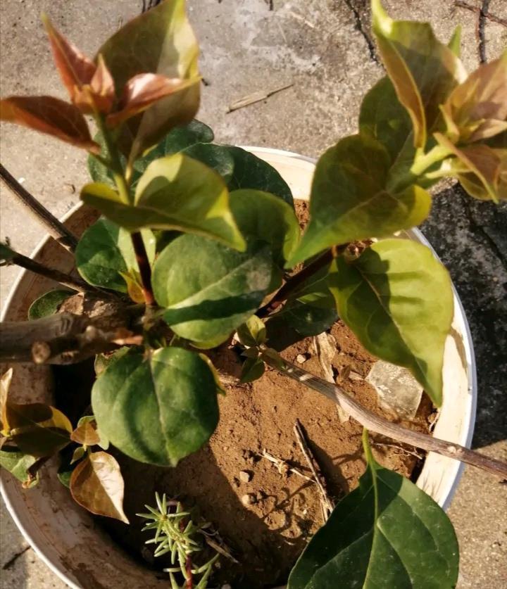 让三角梅全枝爆花的几个“要领”,满树新枝,出芽多,枝枝有花