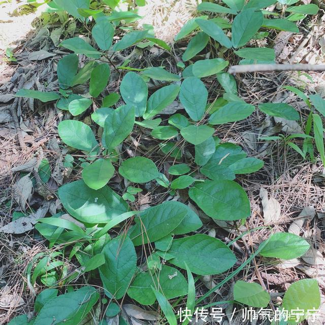秋韵#【七绝·秋韵】清风伴我不孤行,晨起轩窗有鸟鸣