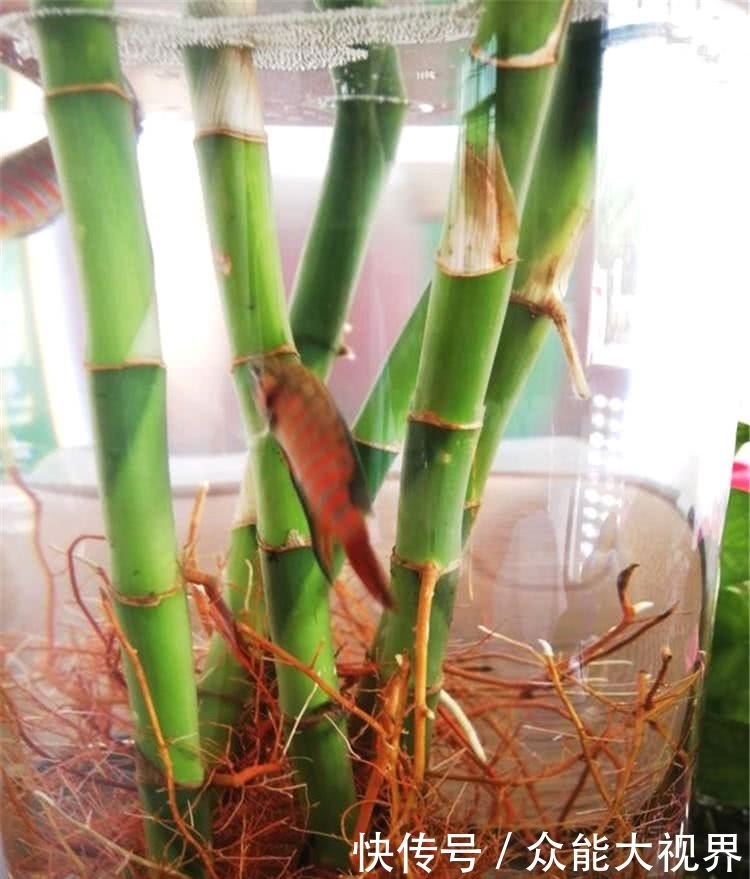 富贵竹黄叶了,水瓶里面加点它,3天恢复5天油绿!