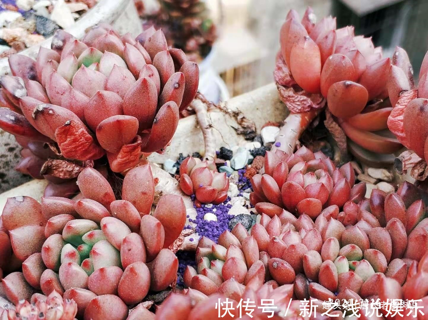 养多肉7年，我的多肉夏天基本不会出现黑腐，来看看是怎么做到的