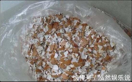 爆盆|这2种“肥”长寿花最喜欢!盆里放一点,叶片肉嘟嘟,开花爱爆盆