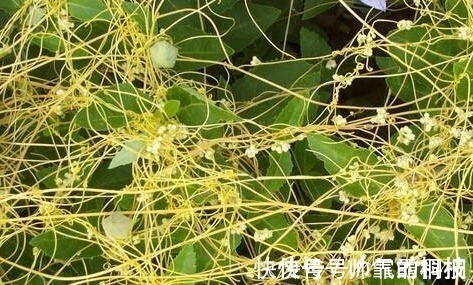 菟丝子|菟丝子作为一种中药材,功效作用竟然有十多种不止!在乡下到处有