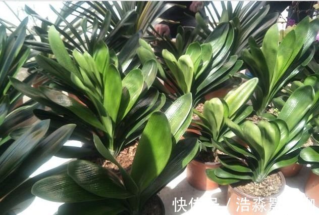 盆栽|“懒养”君子兰,一年不施肥,叶片油亮,花朵娇艳,花开四季不断