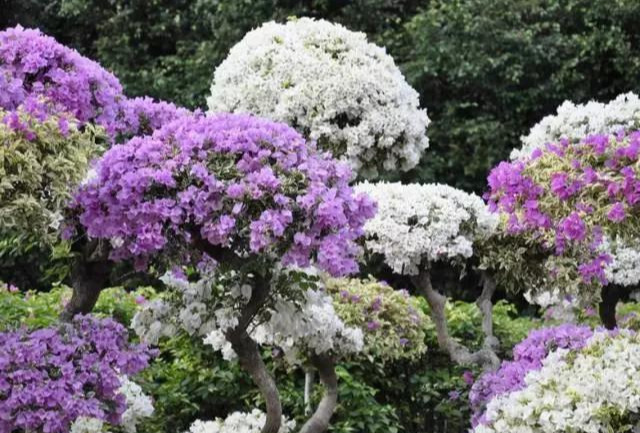 盆景|三角梅养成盆景又美又飒，爬成花墙热情浪漫，爆花成球秘诀在这