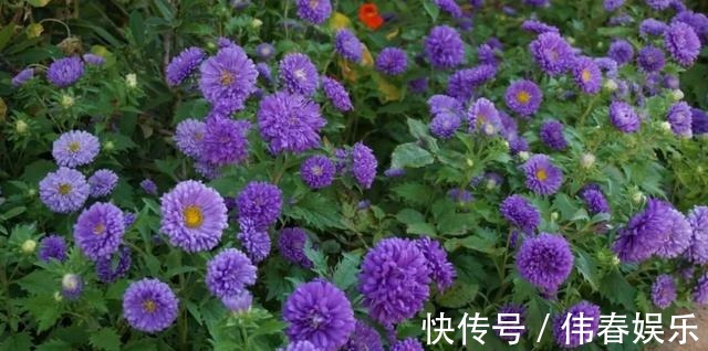 夏天|养花技巧夏天最好养的花,一开花就成球,爆满整个小阳台