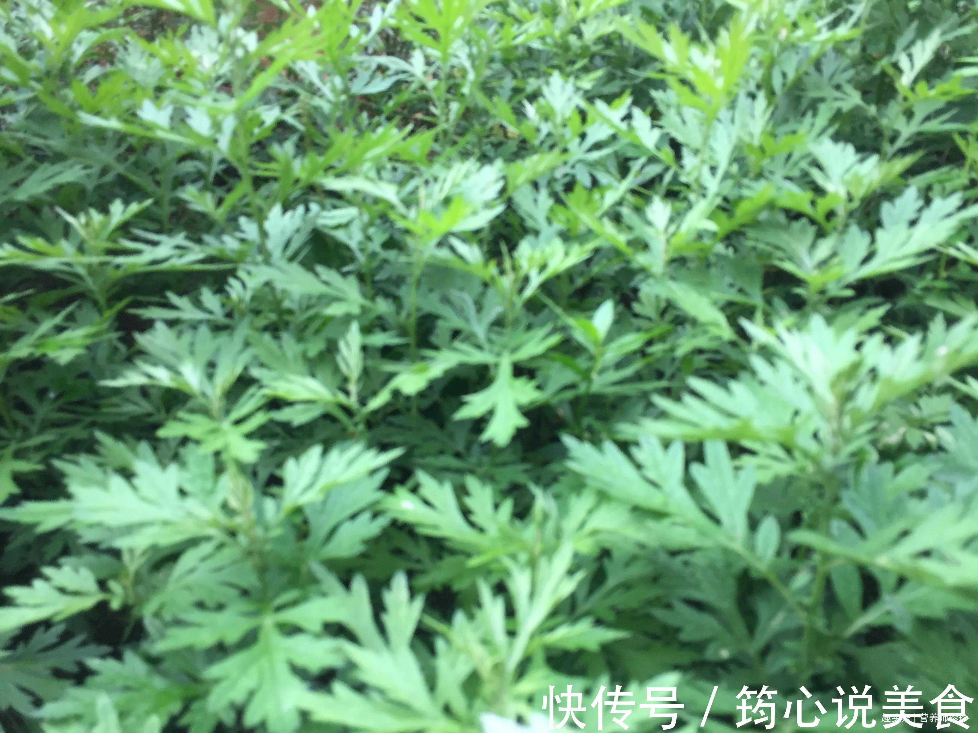 防病|2种特别适合女性种的菜,好吃又防病,女性常吃身体好,早知早好