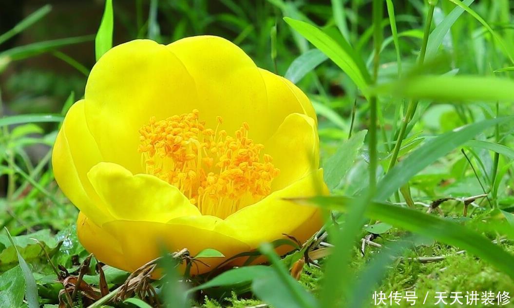 家中若有带院子的房子,建议栽种3种观赏树,小投入,大收获