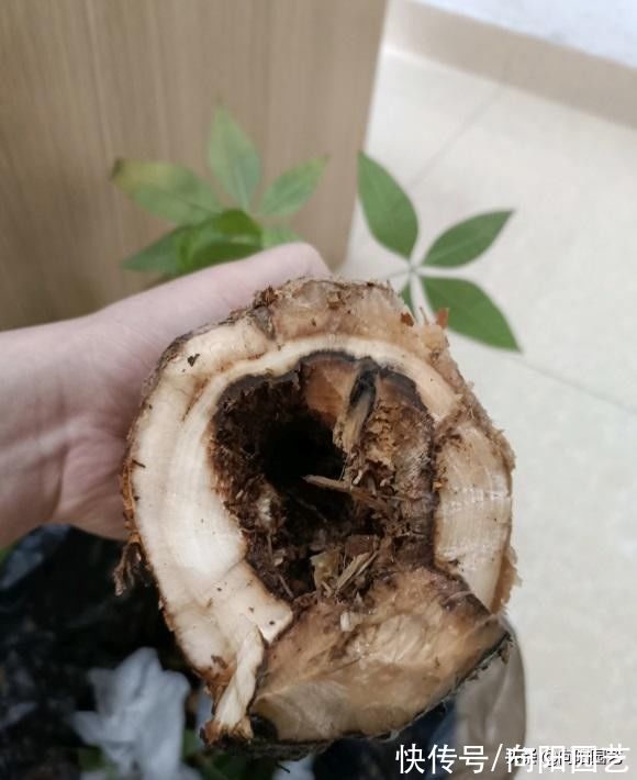 幸福树|发财树养不好,叶子发黄,问题在于发财树本身,揭秘发财树