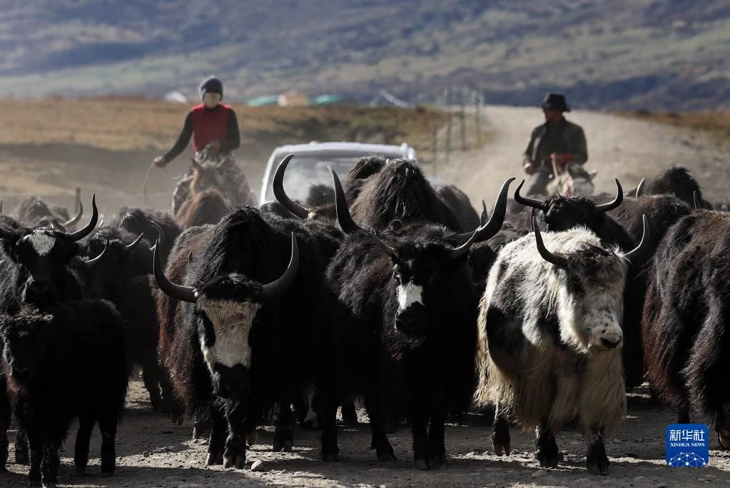红原县|川西北藏牧民开始冬季转场