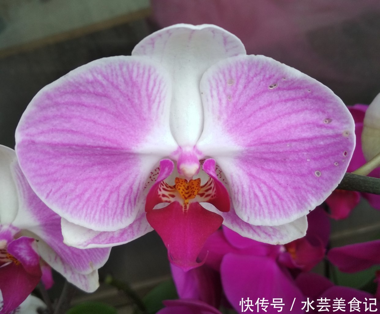 杜鹃|3种花虽然看起来很漂亮，不过没经验很难养好，新手尽量别去碰