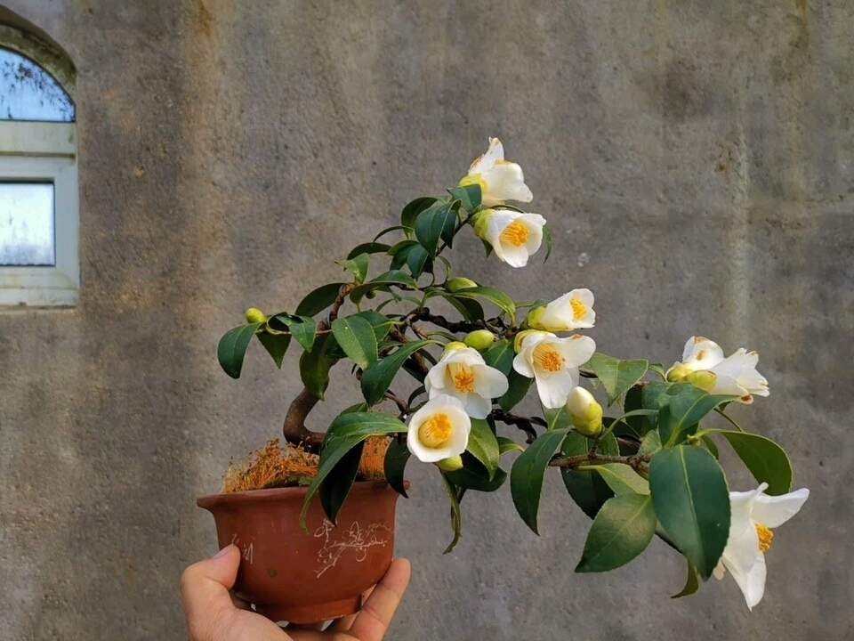 未雨绸缪，了解茶花老桩盆景的上盆4技巧，秋季用到不求人