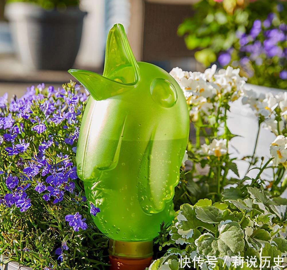 立春之后,养花要“叫醒”根系,缓过劲来,开花才会爆