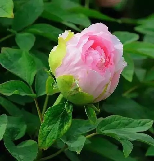 中国十大名花欣赏,美极了!