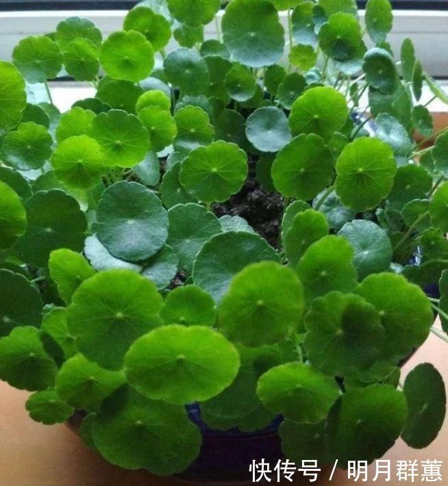 卫生间有异味,就养4种花,耐阴吸异味,养在卫生间高大尚