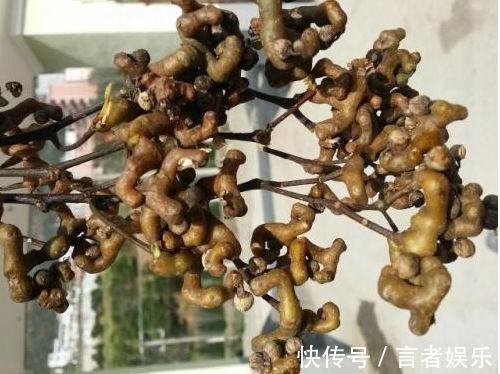 冬病夏治|身体不好的人要常吃3物,改善体质,提高免疫力,谁吃谁年轻