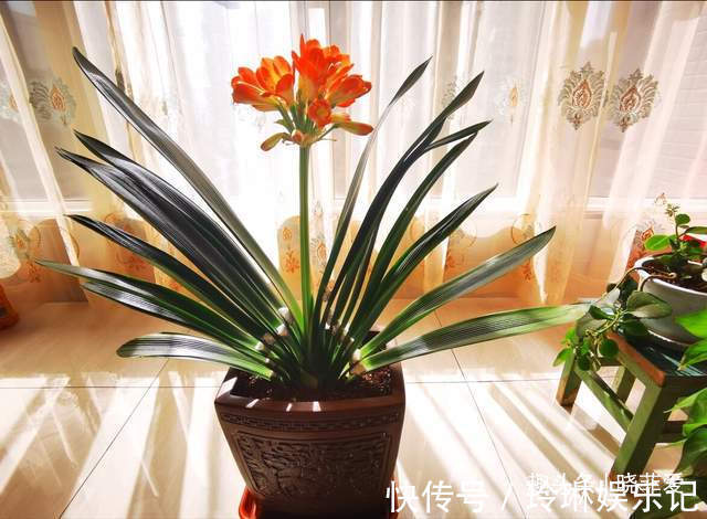 4种好运花,“养人”又吉祥,放在家里显“高级”,建议养一盆