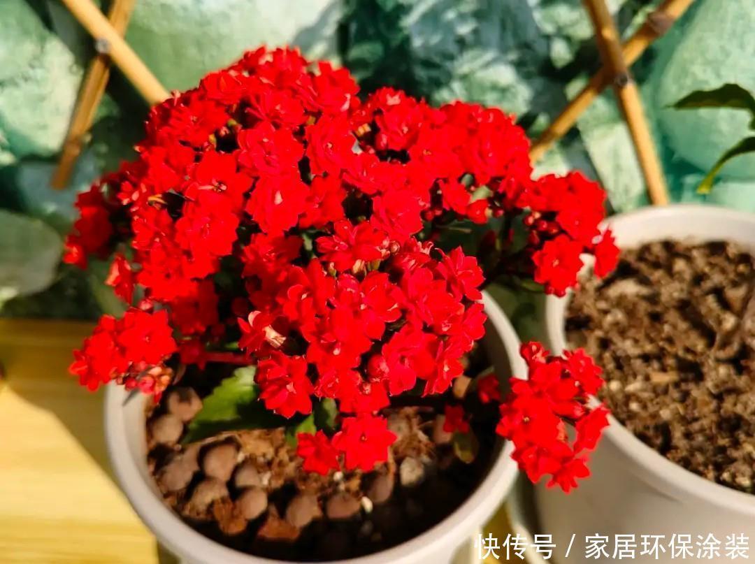 金钱树|容易被水浇死的“6种花”,养不活都是由于手太勤