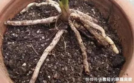 养花土,用一个塑料袋,轻松杀虫灭菌,花盆里一个虫子都没有