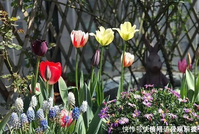 两个孩子的妈妈，利用空闲时间，在露台打造出一片花的海洋