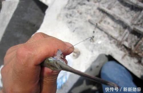 此鱼嘴巴尖细,很难钓到,聪明的渔民有办法放“针良船”
