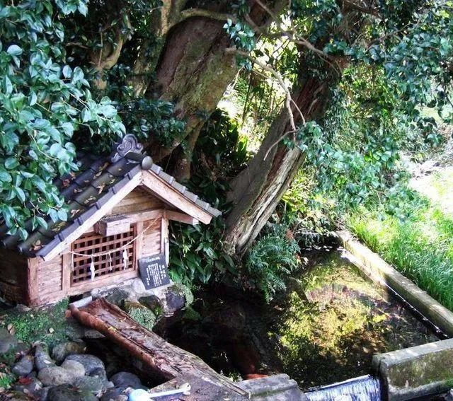 山野草，也高雅！