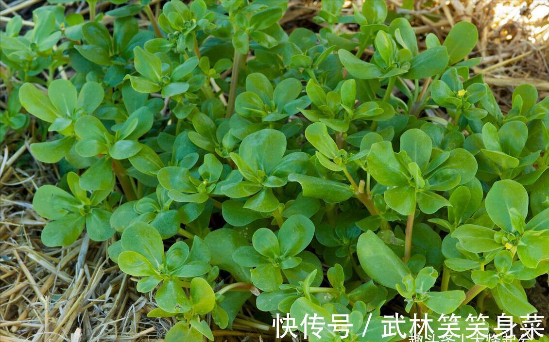 焯水|马齿苋,别再焯水排酸了,教你一招,鲜美好吃,不苦不涩不发酸
