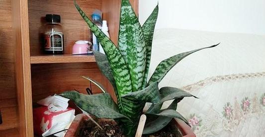 如何判断花卉缺水?教你一个小技巧,浇花不黄叶不烂根!