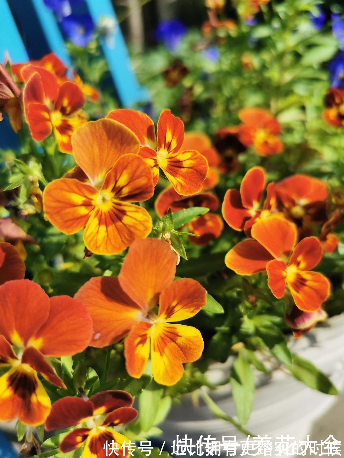 茶花|冬天养这5种花,越冷越开花,适合室内养护