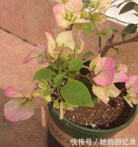 枝子|养三角梅,一个小技巧,长的枝繁叶茂,开花多一倍