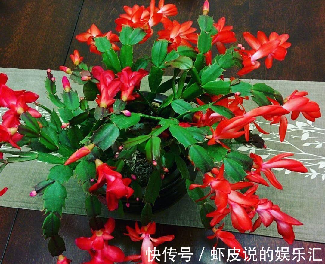 植物|7种“懒人花”，漂亮又好养，客厅养一盆，大气吉祥，养人又旺家