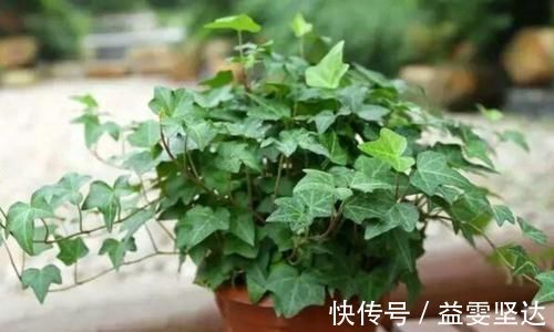 吊兰|5种净化空气的花，扫光室内“甲醛、二手烟”，养在客厅美极了