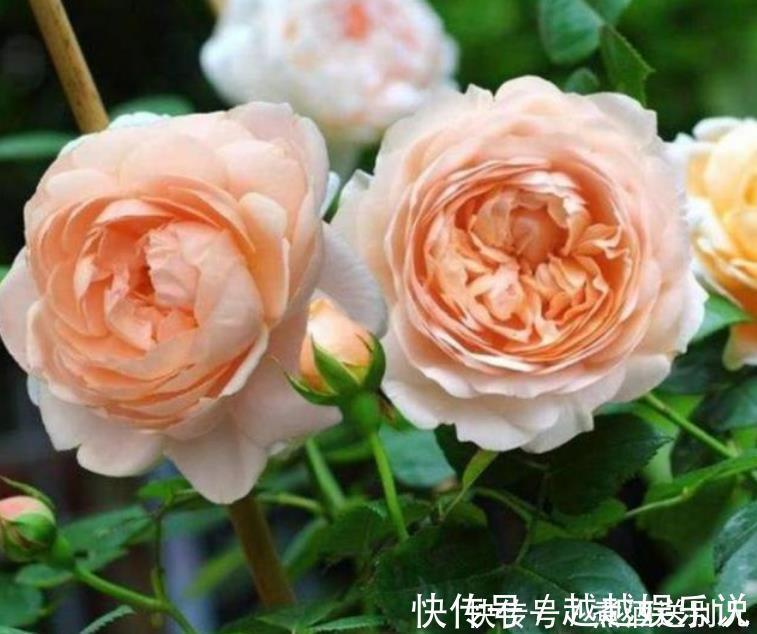 花期|4种香水花，开花漂亮、花期长，浇水就疯长，开花爆盆很容易