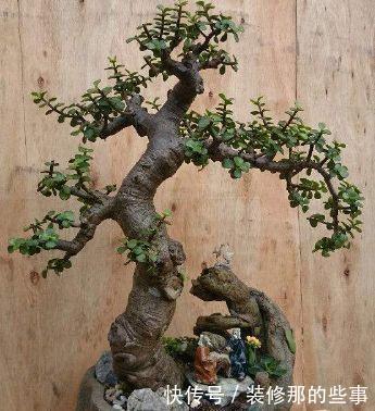 马齿笕树养5年，变成老桩盆景很值钱，做5步就实现
