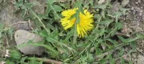 马齿苋|阳台盆栽的“2种”植物,阳台种一些,够吃大半年